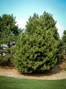 Сосна Чёрная (Pinus Nigra) купить по цене от 270.00р. в интернет-магазине «Посадика» с доставкой почтой в в Неяе и по всей России – [изображение №1].