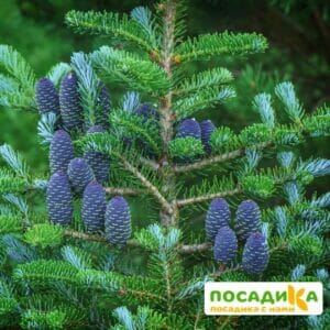 Пихта корейская (Abies koreana) купить по цене от 450.00р. в интернет-магазине «Посадика» с доставкой почтой в в Неяе и по всей России – [изображение №1].