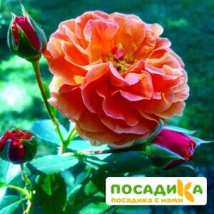 Роза Арабия купить по цене от 350.00р. в интернет-магазине «Посадика» с доставкой почтой в в Неяе и по всей России – [изображение №1].