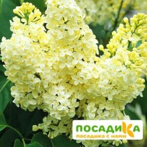 Сирень Примроуз (Primrose) купить по цене от 529.00р. в интернет-магазине «Посадика» с доставкой почтой в в Неяе и по всей России – [изображение №1].