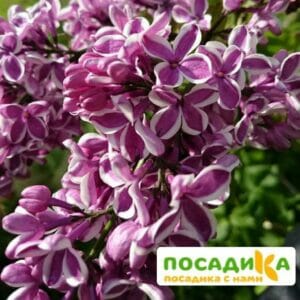 Сирень Сенсация купить по цене от 529.00р. в интернет-магазине «Посадика» с доставкой почтой в в Неяе и по всей России – [изображение №1].