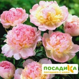 Пион Распберри Сандей (Paeonia Raspberry Sundae) купить по цене от 959р. в интернет-магазине «Посадика» с доставкой почтой в в Неяе и по всей России – [изображение №1].