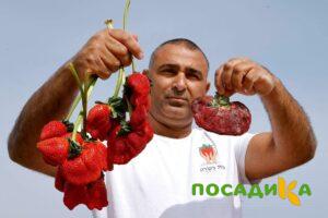 Клубника Гигант Джорнея купить по цене от 266р. в интернет-магазине «Посадика» с доставкой почтой в в Неяе и по всей России – [изображение №1].