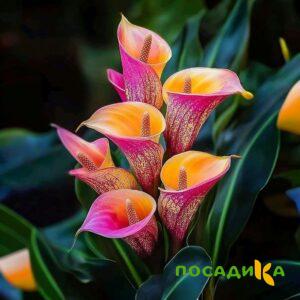 Калла Оникс купить по цене от 450р. в интернет-магазине «Посадика» с доставкой почтой в в Неяе и по всей России – [изображение №1].