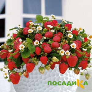 Клубника Рубиновый Шепот (горшечная) купить по цене от 240р. в интернет-магазине «Посадика» с доставкой почтой в в Неяе и по всей России – [изображение №1].