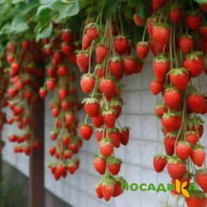Клубника вьющаяся Комплимент купить по цене от 470р. в интернет-магазине «Посадика» с доставкой почтой в в Неяе и по всей России – [изображение №1].