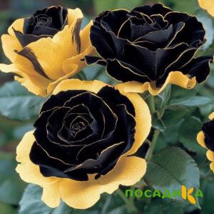 Роза Ханни Сикл купить по цене от 700р. в интернет-магазине «Посадика» с доставкой почтой в в Неяе и по всей России – [изображение №1].
