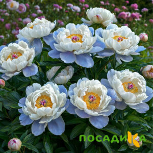 Пион акварельный Этюд купить по цене от 806р. в интернет-магазине «Посадика» с доставкой почтой в в Неяе и по всей России – [изображение №1].