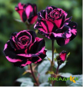 Роза Багровый Шепот купить по цене от 366р. в интернет-магазине «Посадика» с доставкой почтой в в Неяе и по всей России – [изображение №1].