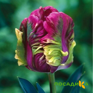 Тюльпан Экзотик Хэвен купить по цене от 186р. в интернет-магазине «Посадика» с доставкой почтой в в Неяе и по всей России – [изображение №1].